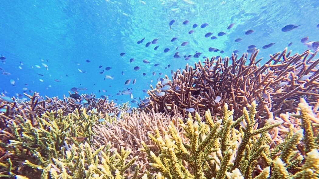 Coral Restoration