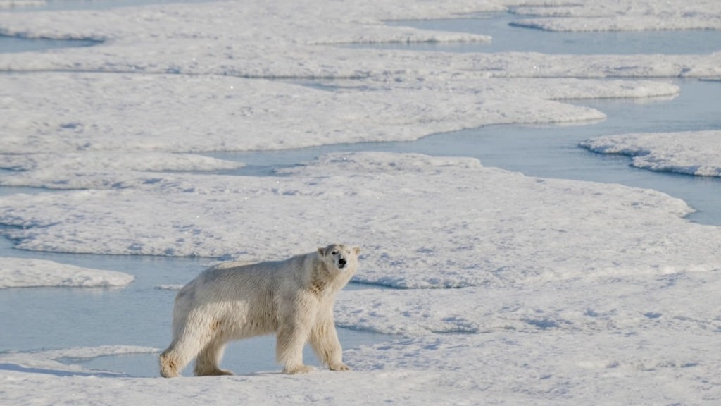 The vessel is designed to cruise wildlife rich areas like Svalbard Norway